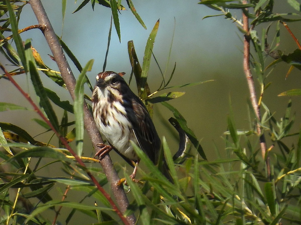 Song Sparrow - ML643299805