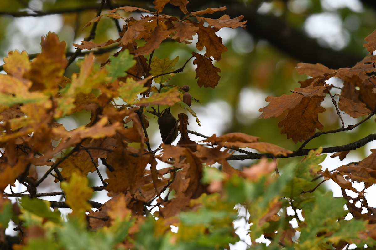 Goldcrest - ML643299811