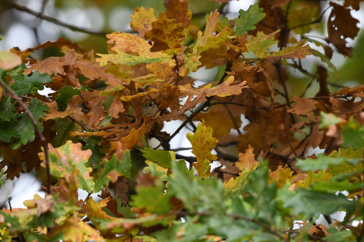 Goldcrest - ML643299812