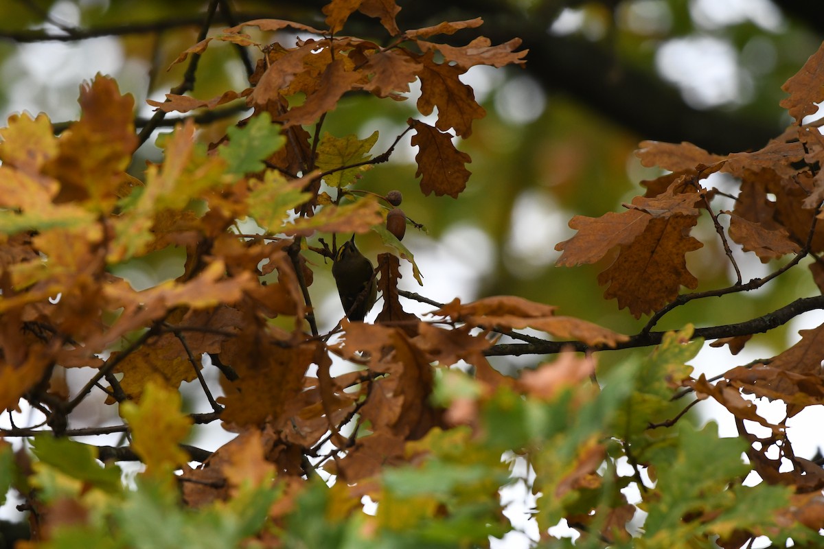 Goldcrest - ML643299813