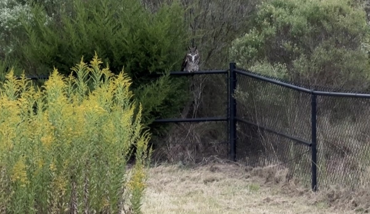 アメリカワシミミズク - ML643299821