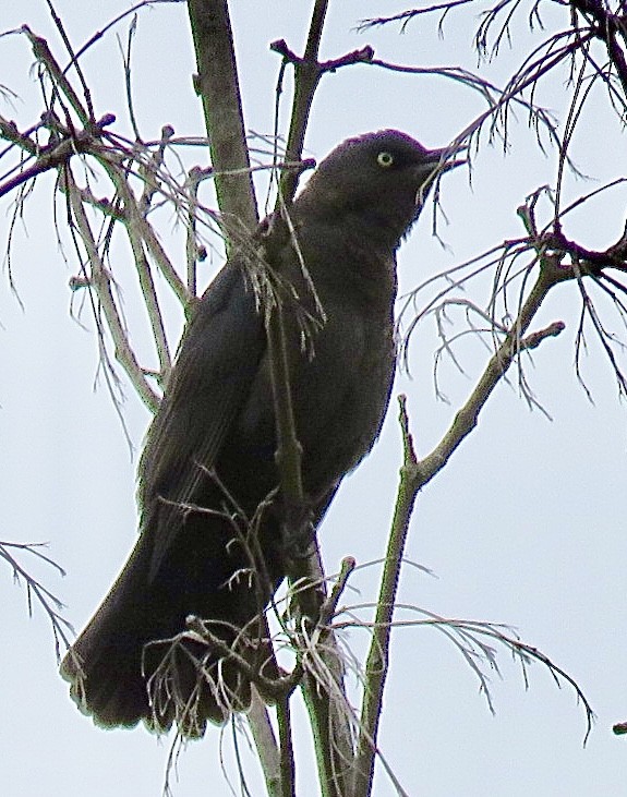 Rusty Blackbird - ML643299824
