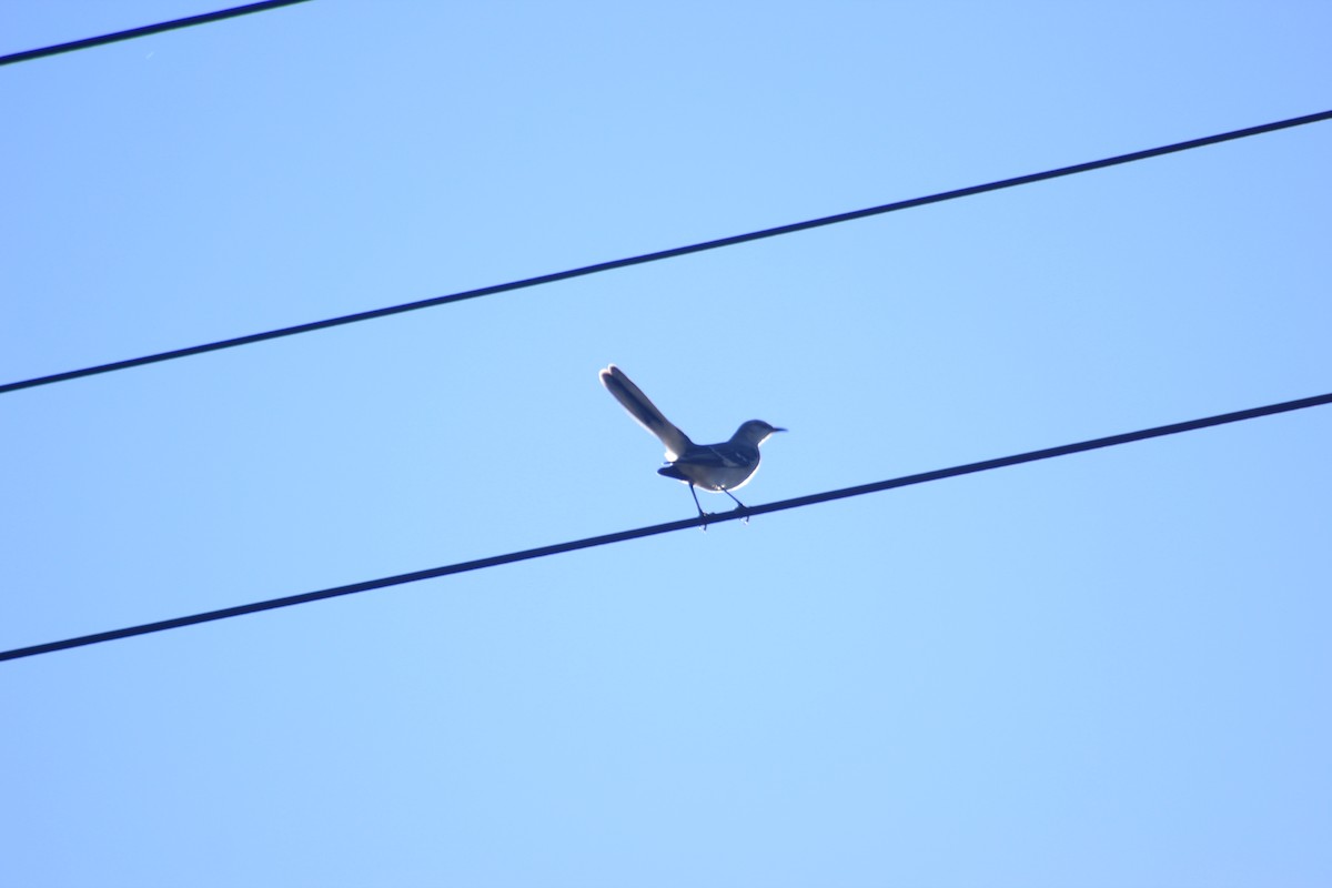 Northern Mockingbird - ML643299831