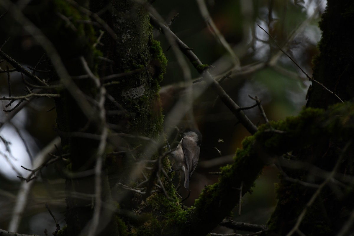 Marsh Tit - ML643299835