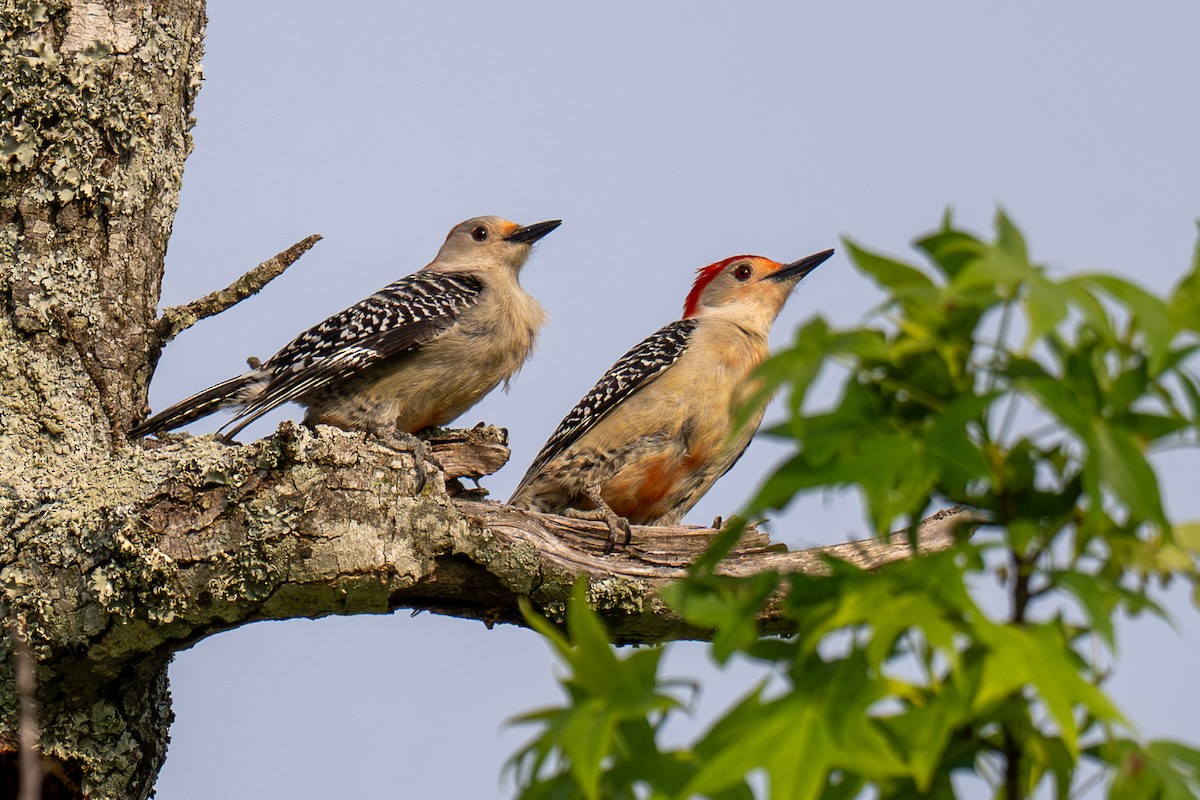 Red-bellied Woodpecker - ML643299838