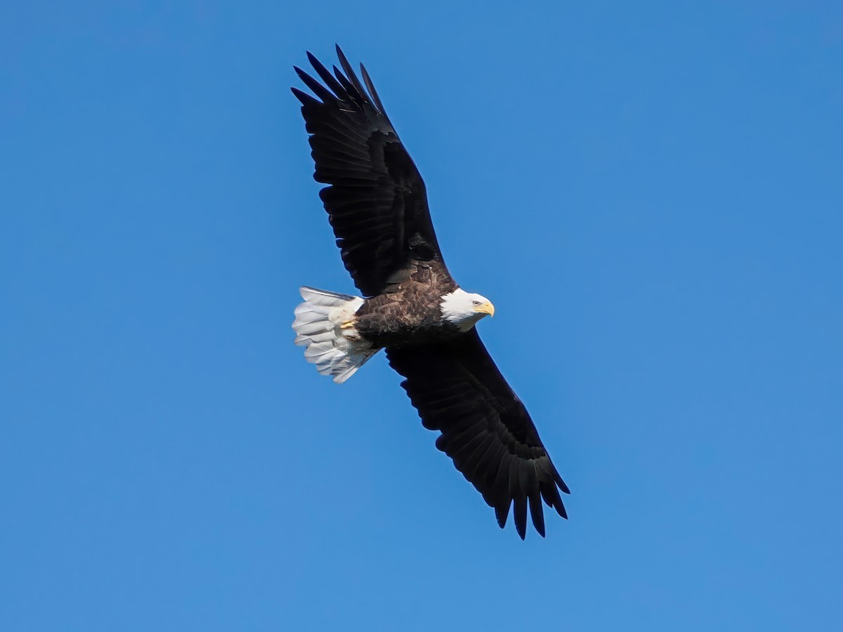 Weißkopf-Seeadler - ML643299841