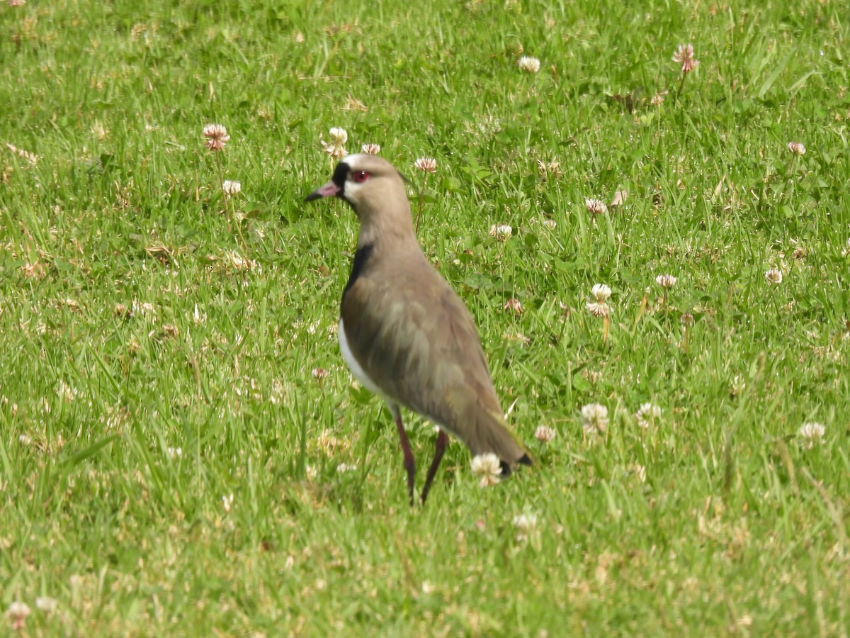 Southern Lapwing - ML643299842