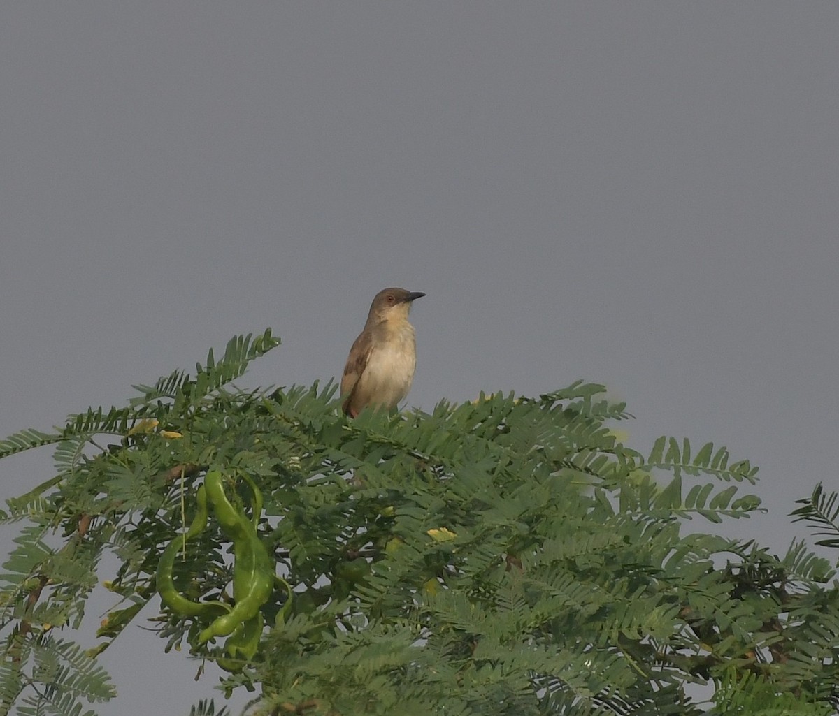 Jungle Prinia - ML643299844