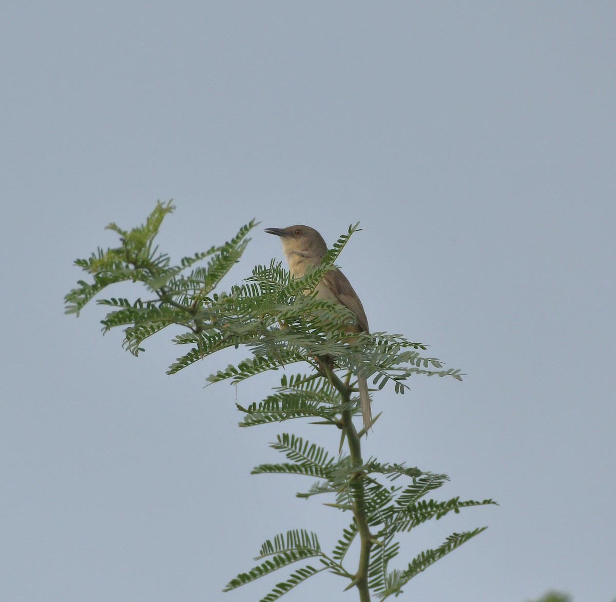 Jungle Prinia - ML643299845