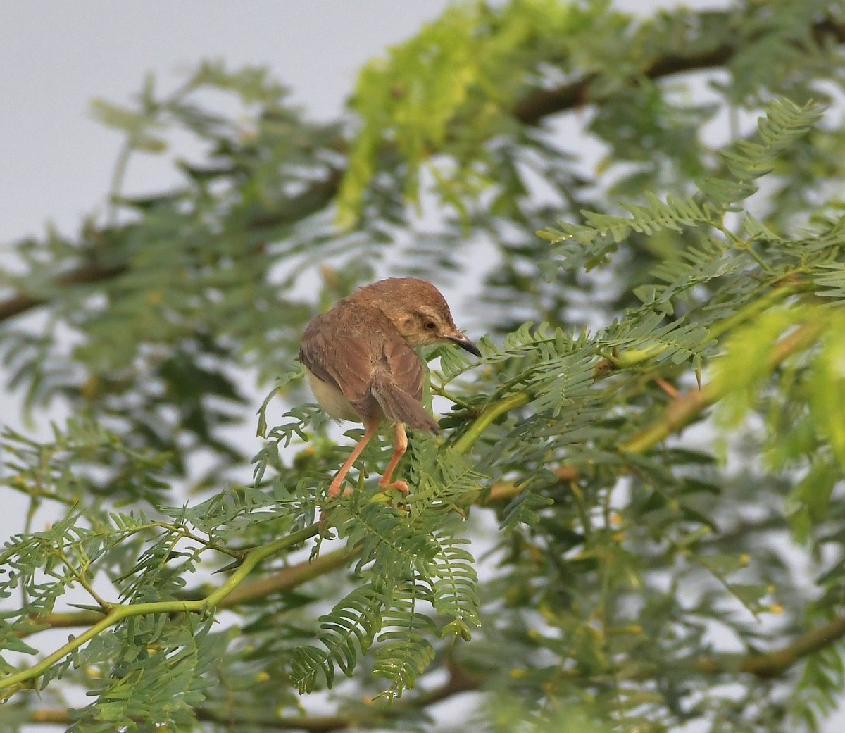 Jungle Prinia - ML643299846