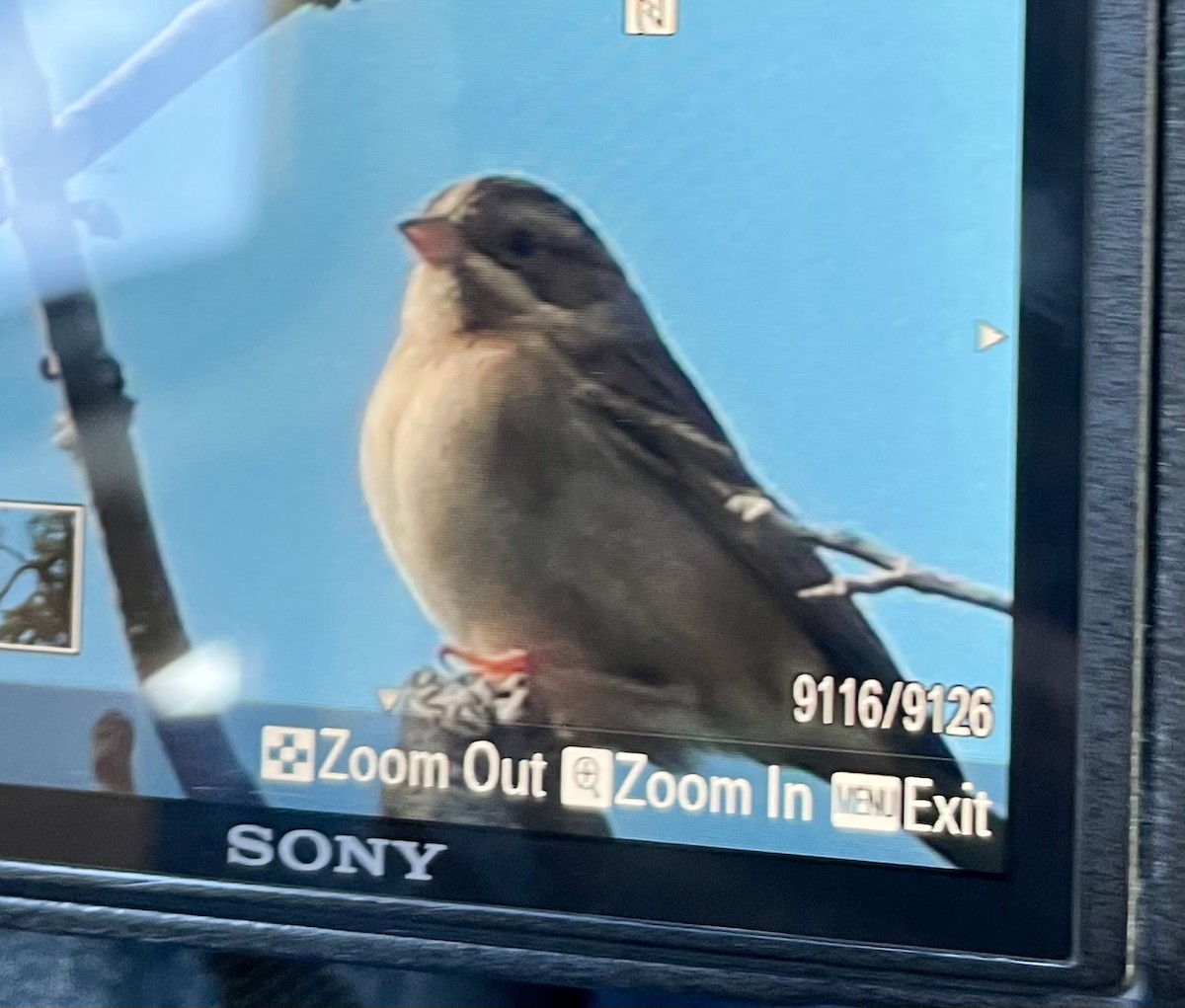 Clay-colored Sparrow - ML643299847