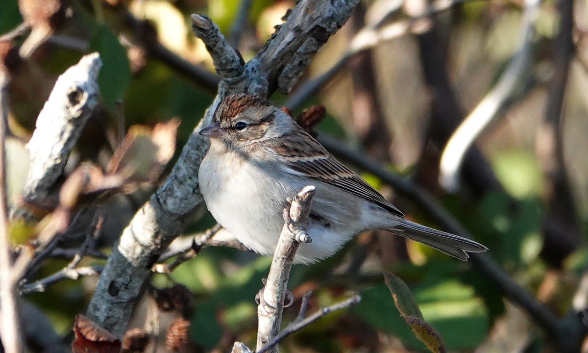 Chipping Sparrow - ML643299848