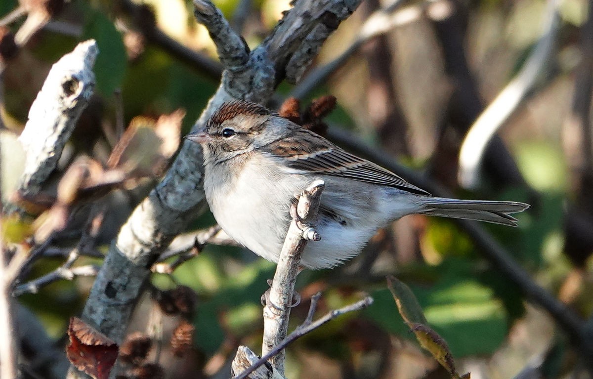 Chipping Sparrow - ML643299849