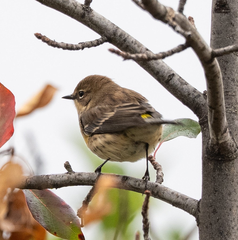 Yellow-rumped Warbler - ML643299851