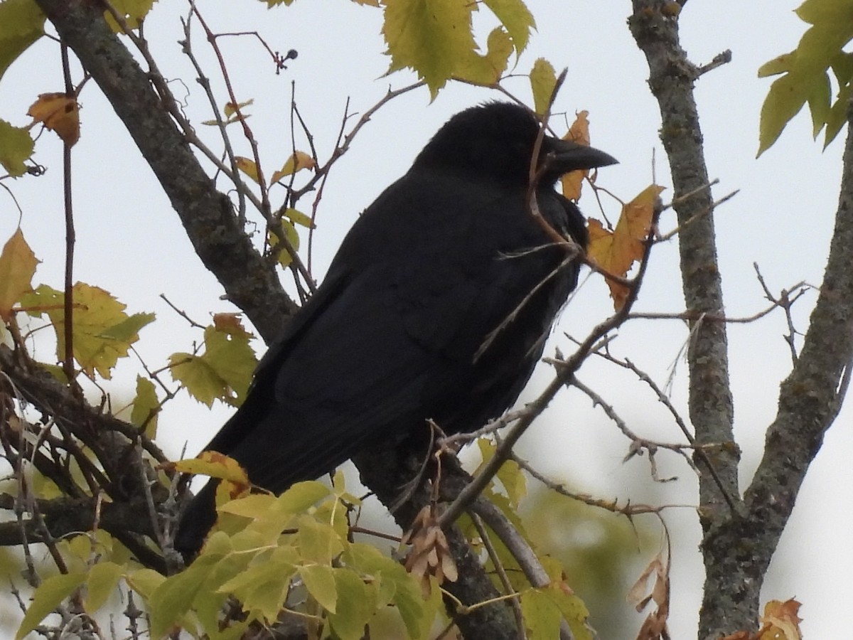 American Crow - ML643299855