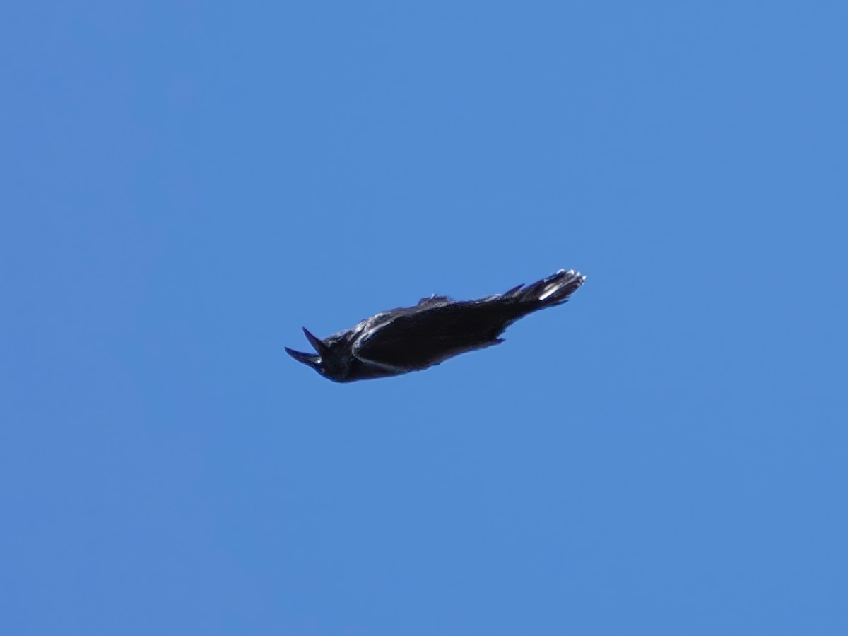 Common Raven - ML643299856
