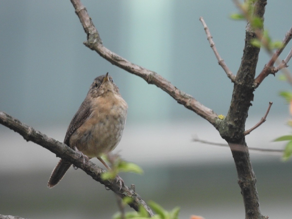 Southern House Wren - ML643299857