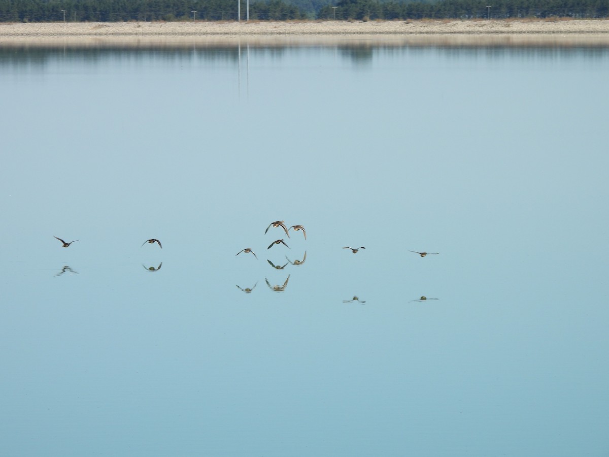 Mallard - ML643299858