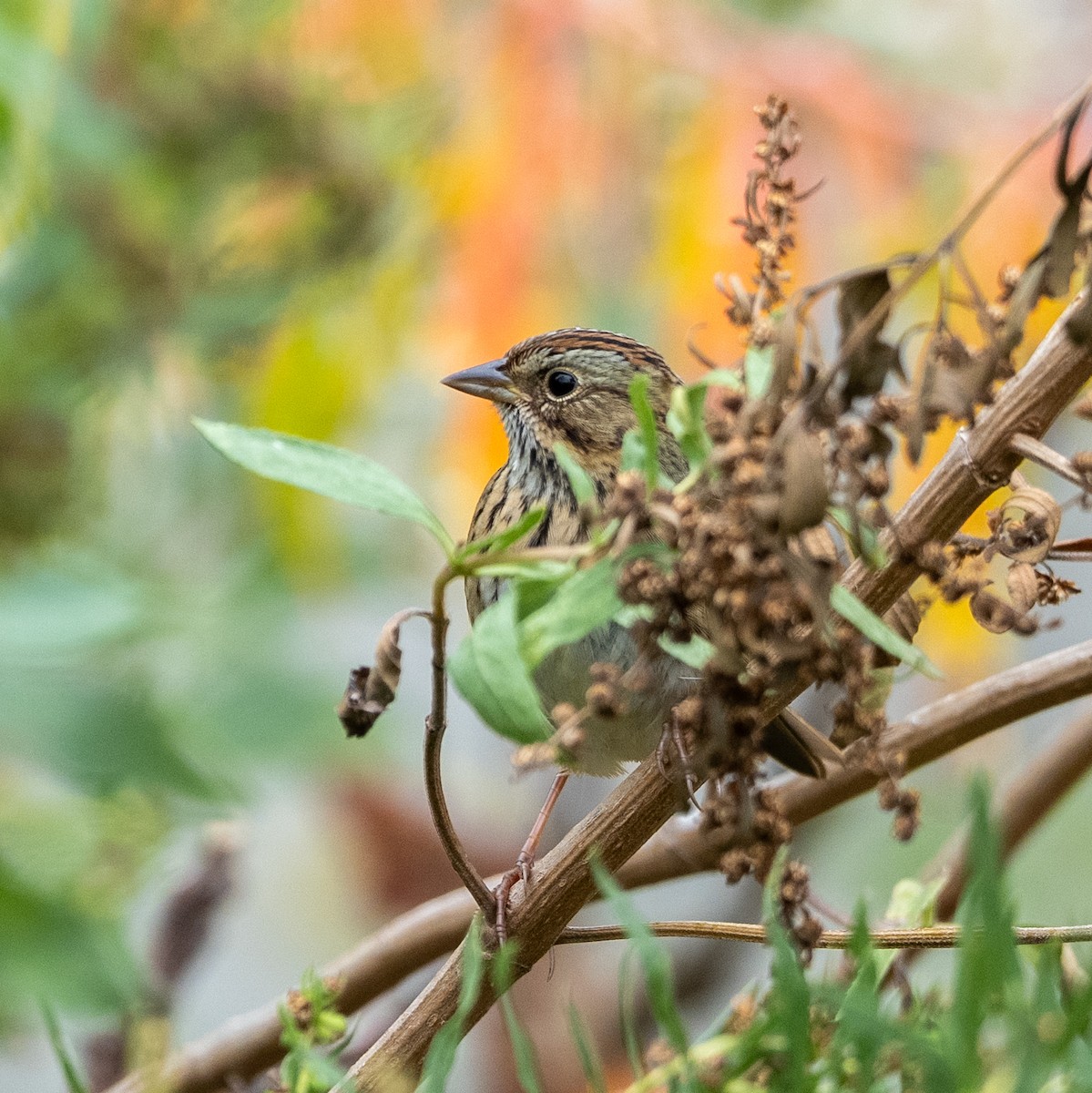 Lincoln's Sparrow - ML643299859