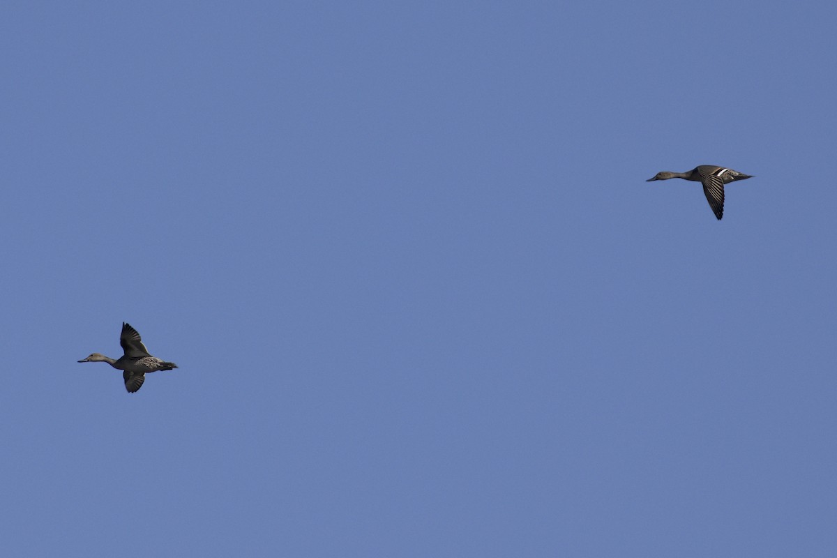 Northern Pintail - ML643299862