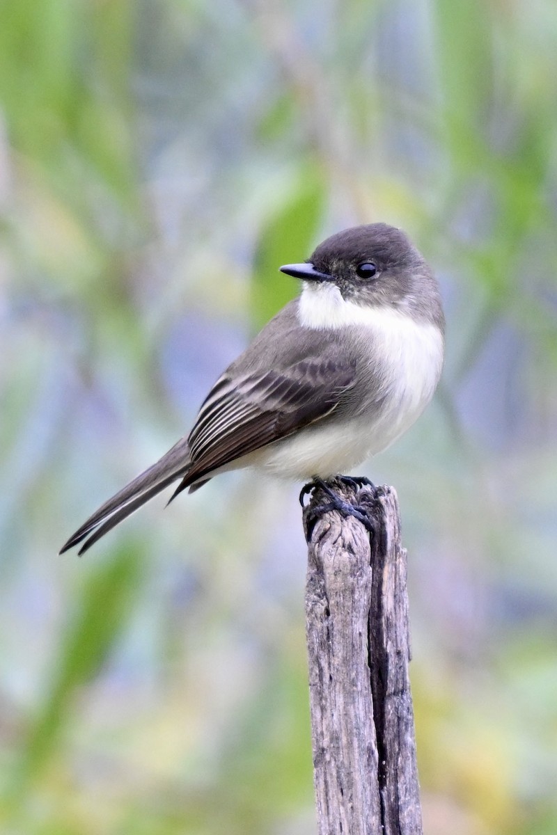 Eastern Phoebe - ML643299863