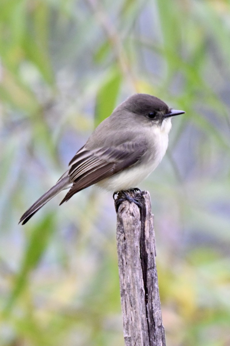 Eastern Phoebe - ML643299864