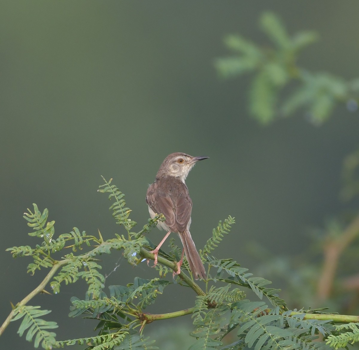 Plain Prinia - ML643299865