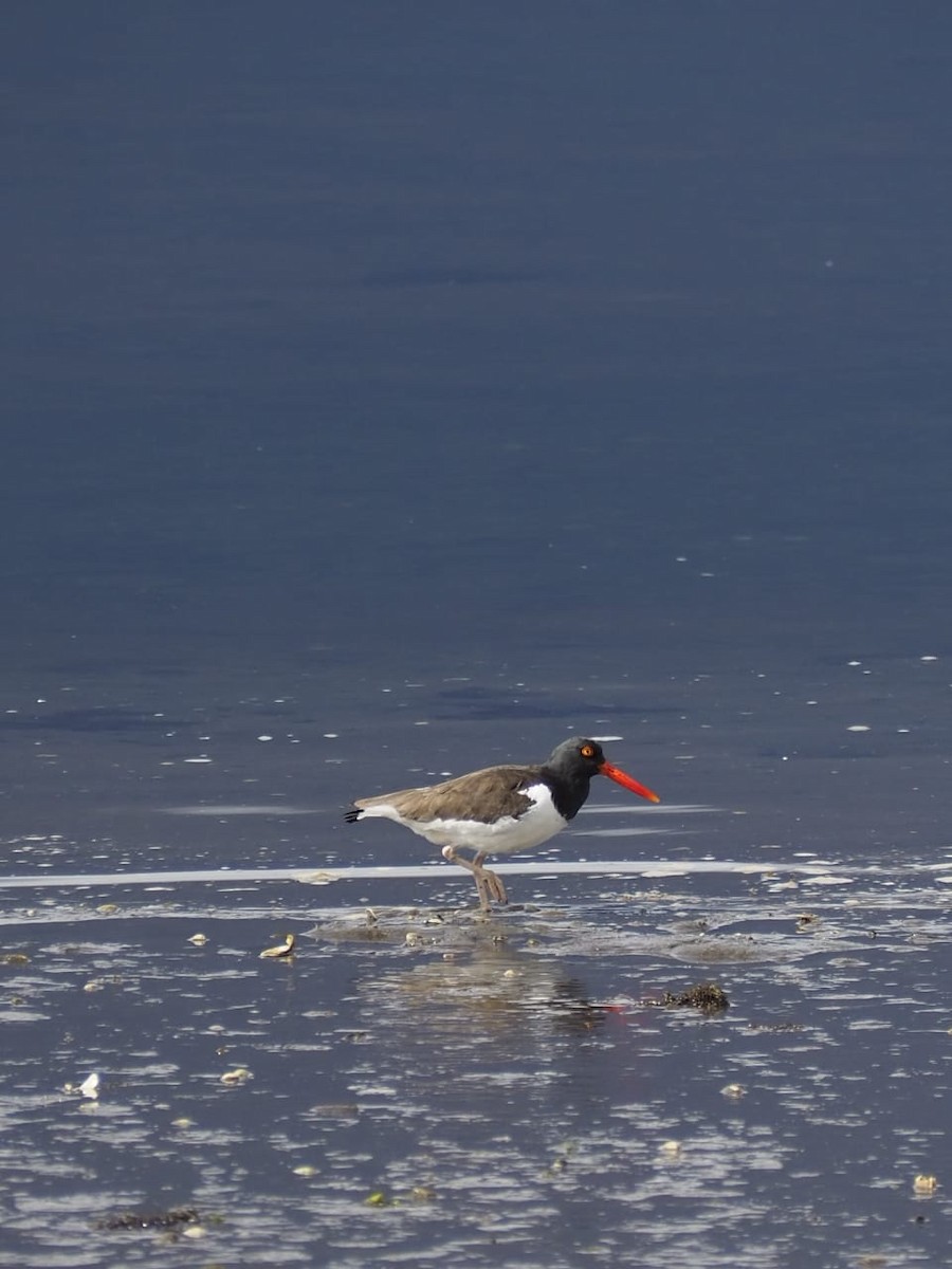 American Oystercatcher - ML643299868