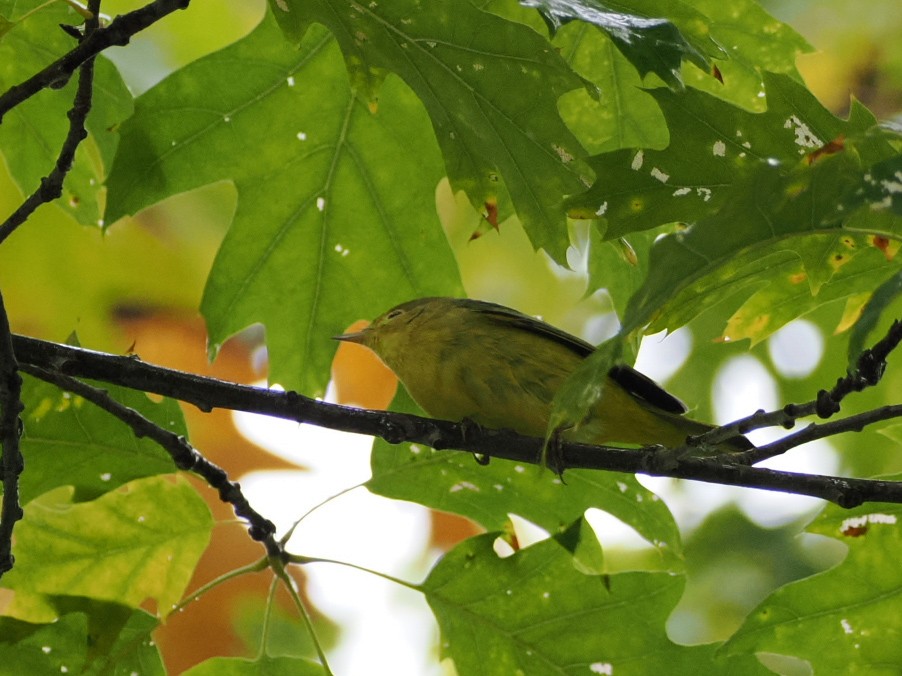 Northern Yellow Warbler - ML643299869