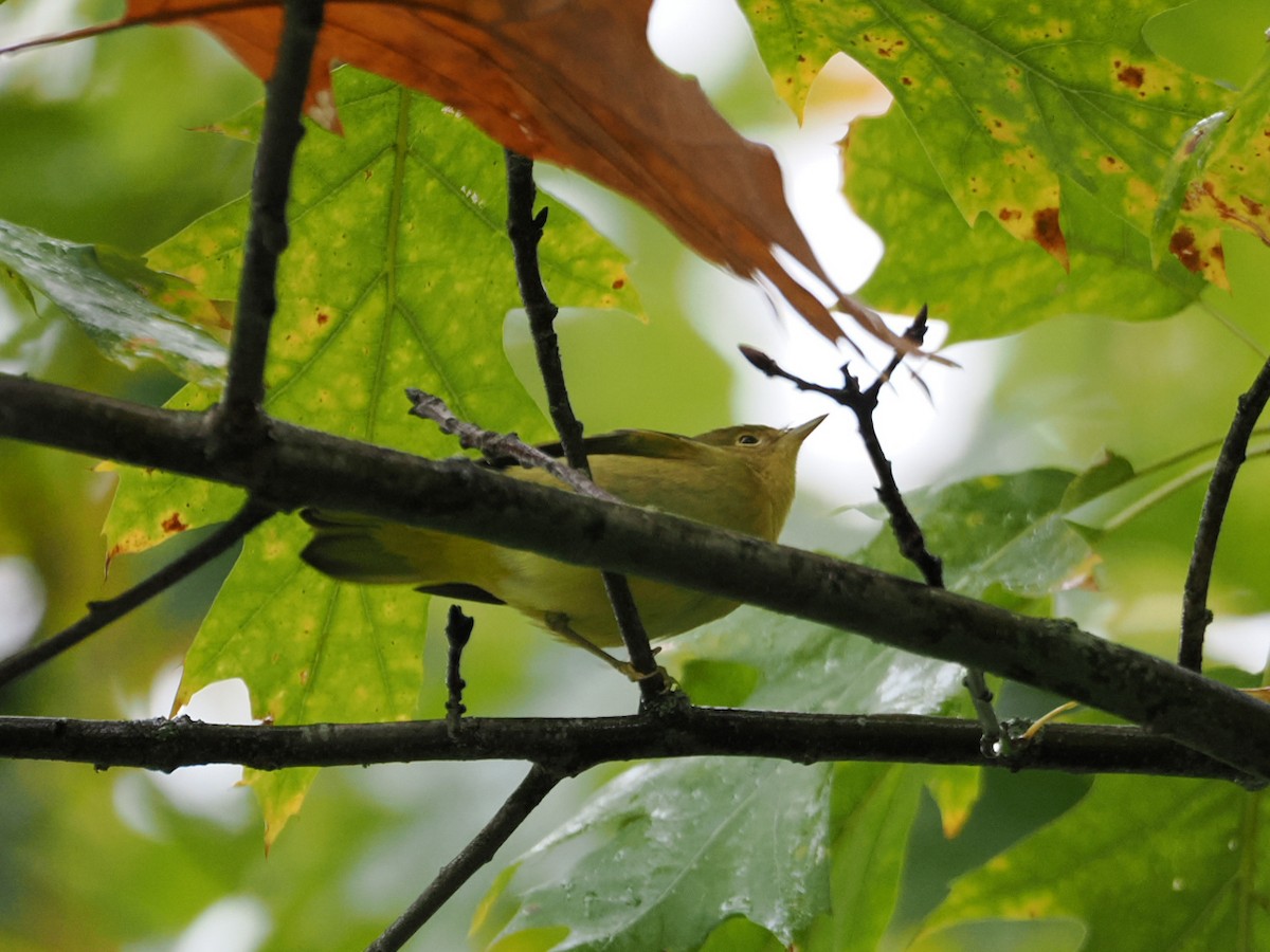 Northern Yellow Warbler - ML643299870