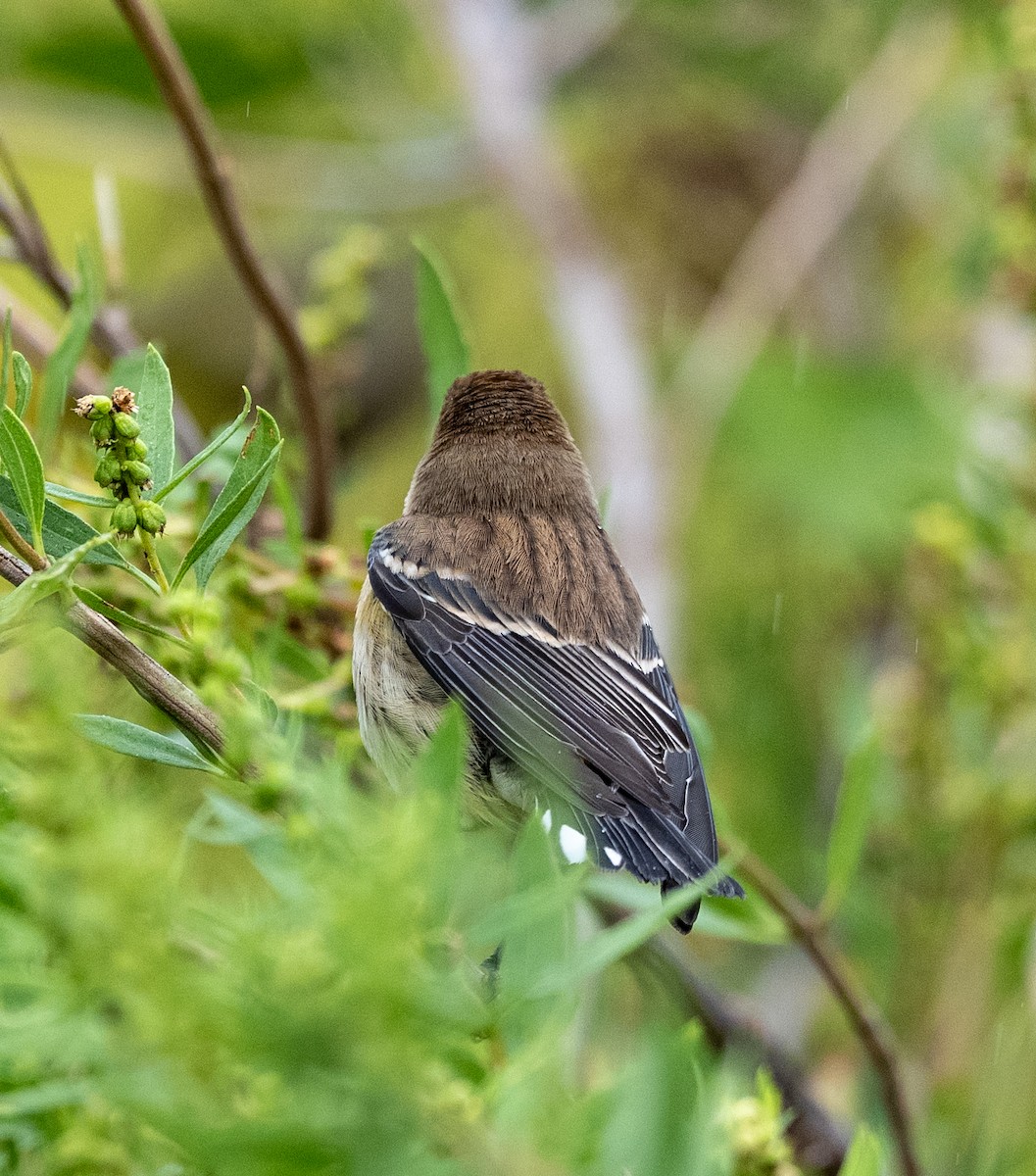 Yellow-rumped Warbler - ML643299872