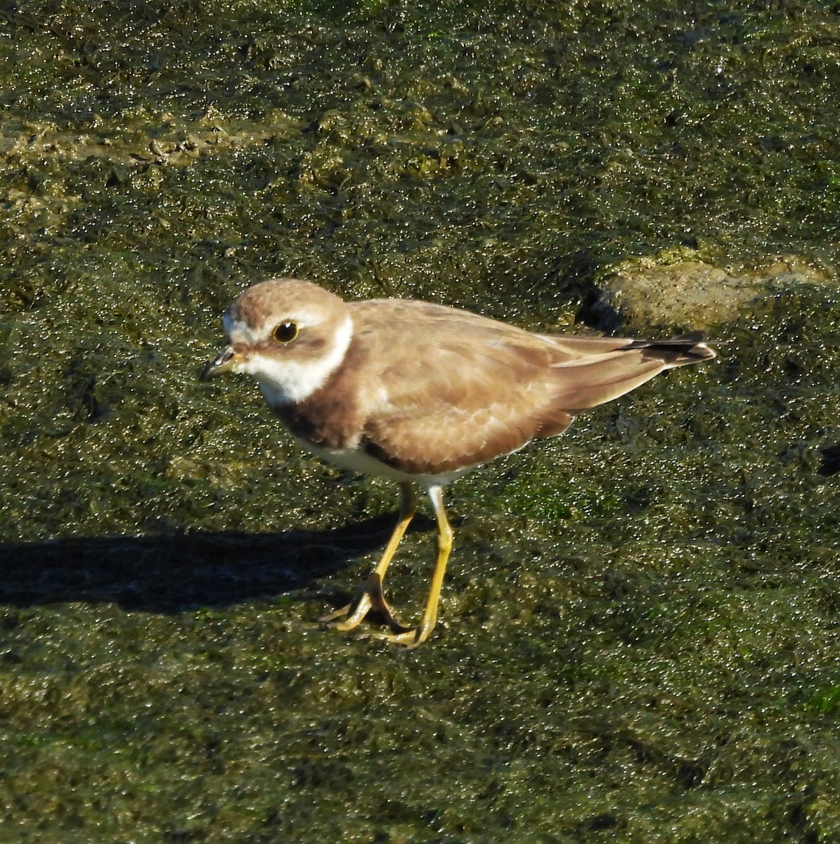 Semipalmated Plover - ML643299874