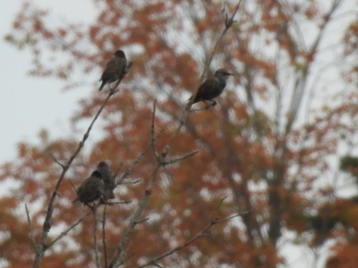 European Starling - ML643299875