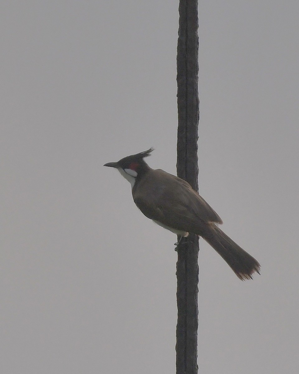 Red-whiskered Bulbul - ML643299876