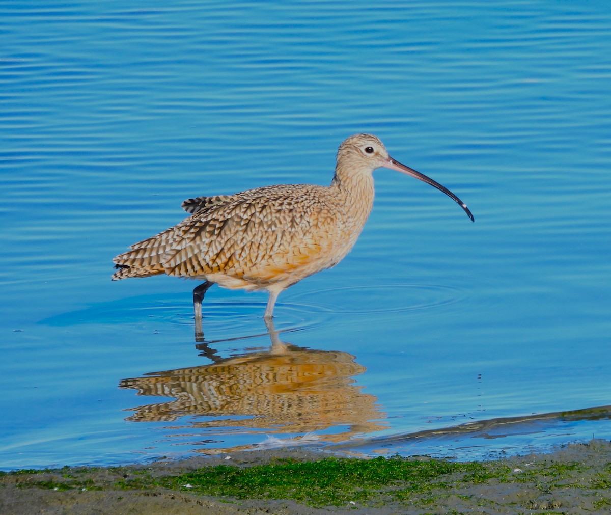 Long-billed Curlew - ML643299879