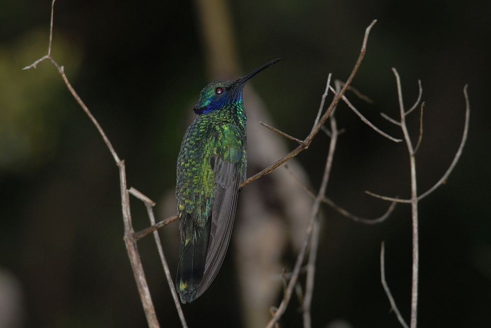 Colibri d'Anaïs - ML643299905