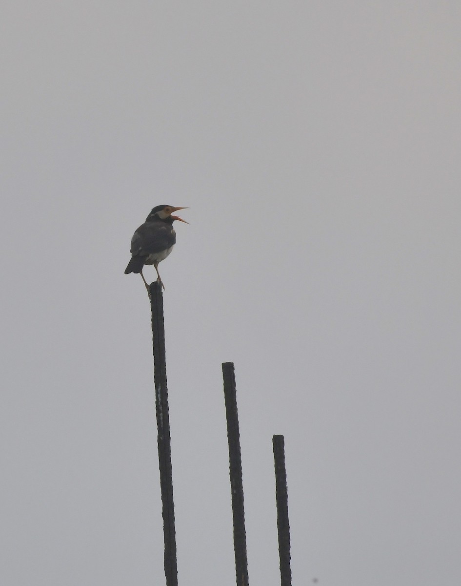 Indian Pied Starling - ML643299916
