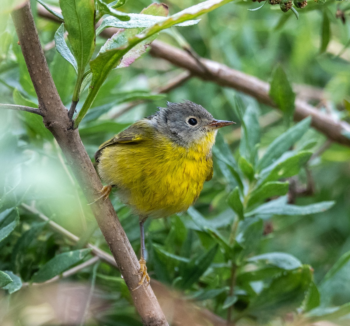 Nashville Warbler - ML643299922