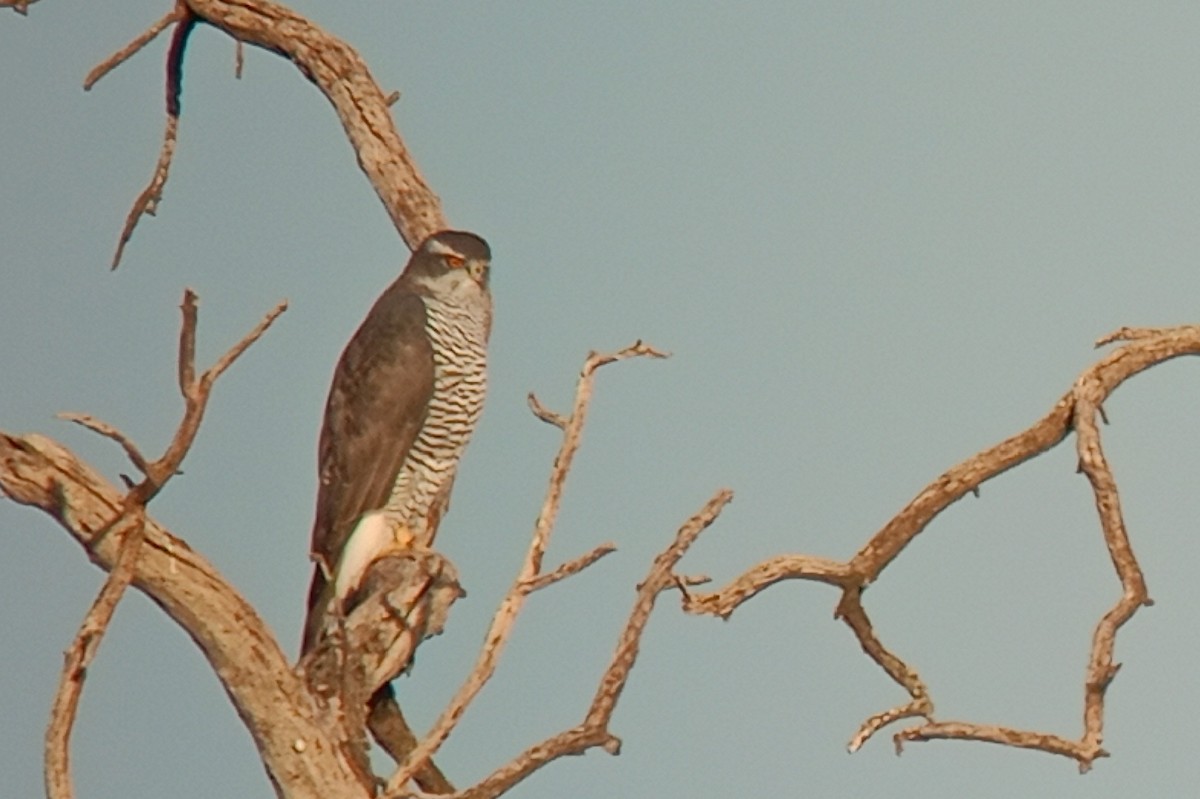 Eurasian Goshawk - ML643299923