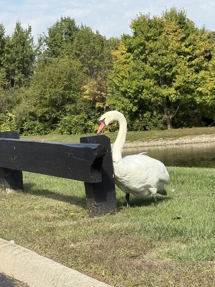 Cygne tuberculé - ML643299927