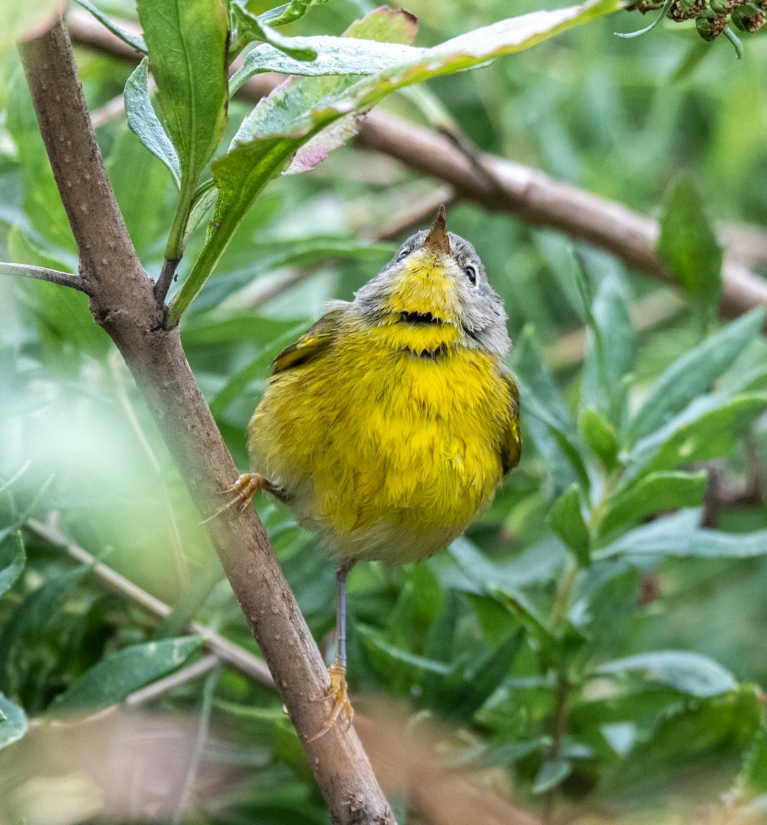 Nashville Warbler - ML643299929