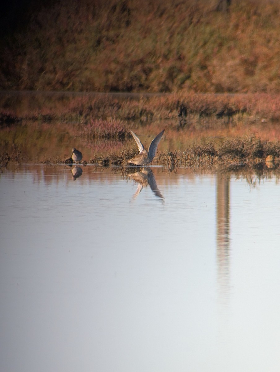 Long-billed Dowitcher - ML643299943