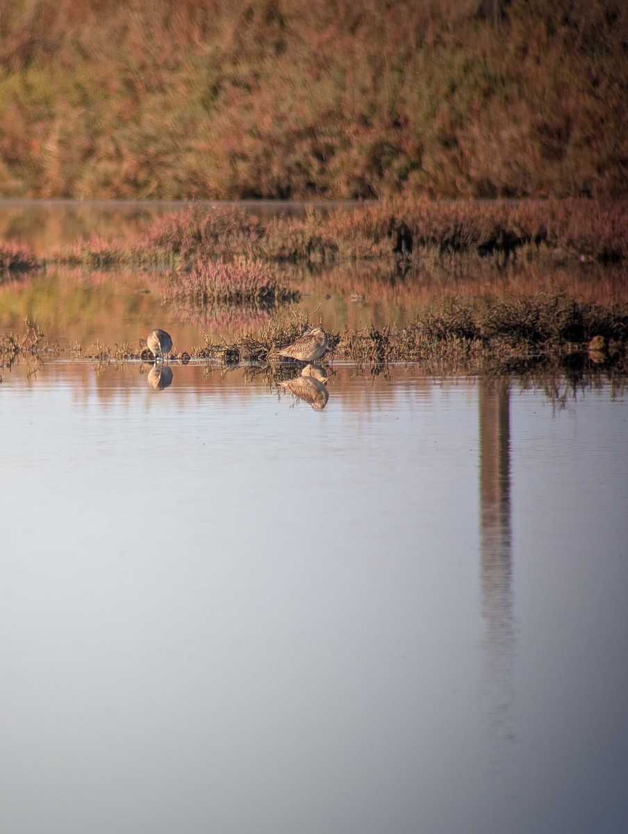 Long-billed Dowitcher - ML643299944