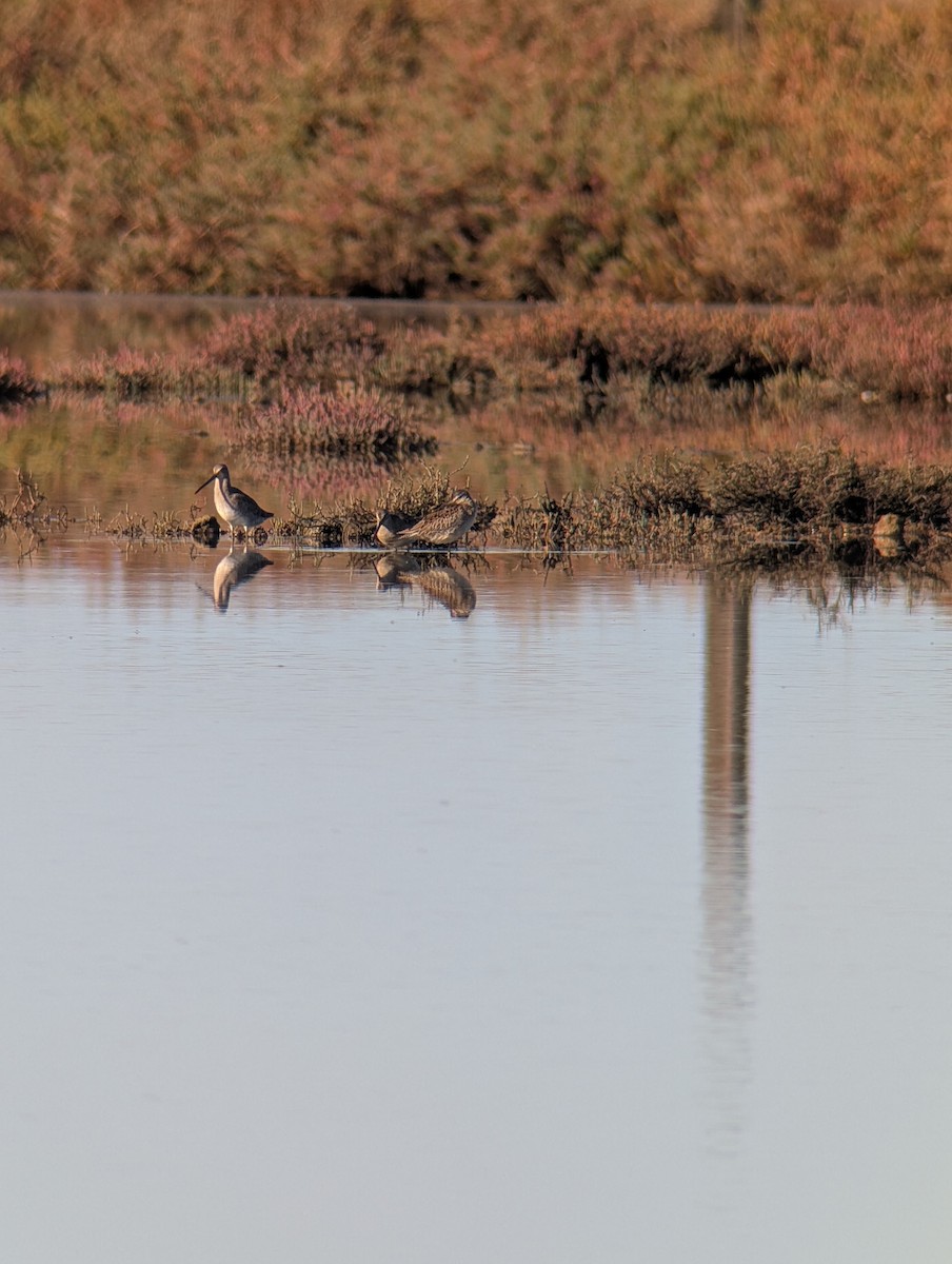 Long-billed Dowitcher - ML643299945