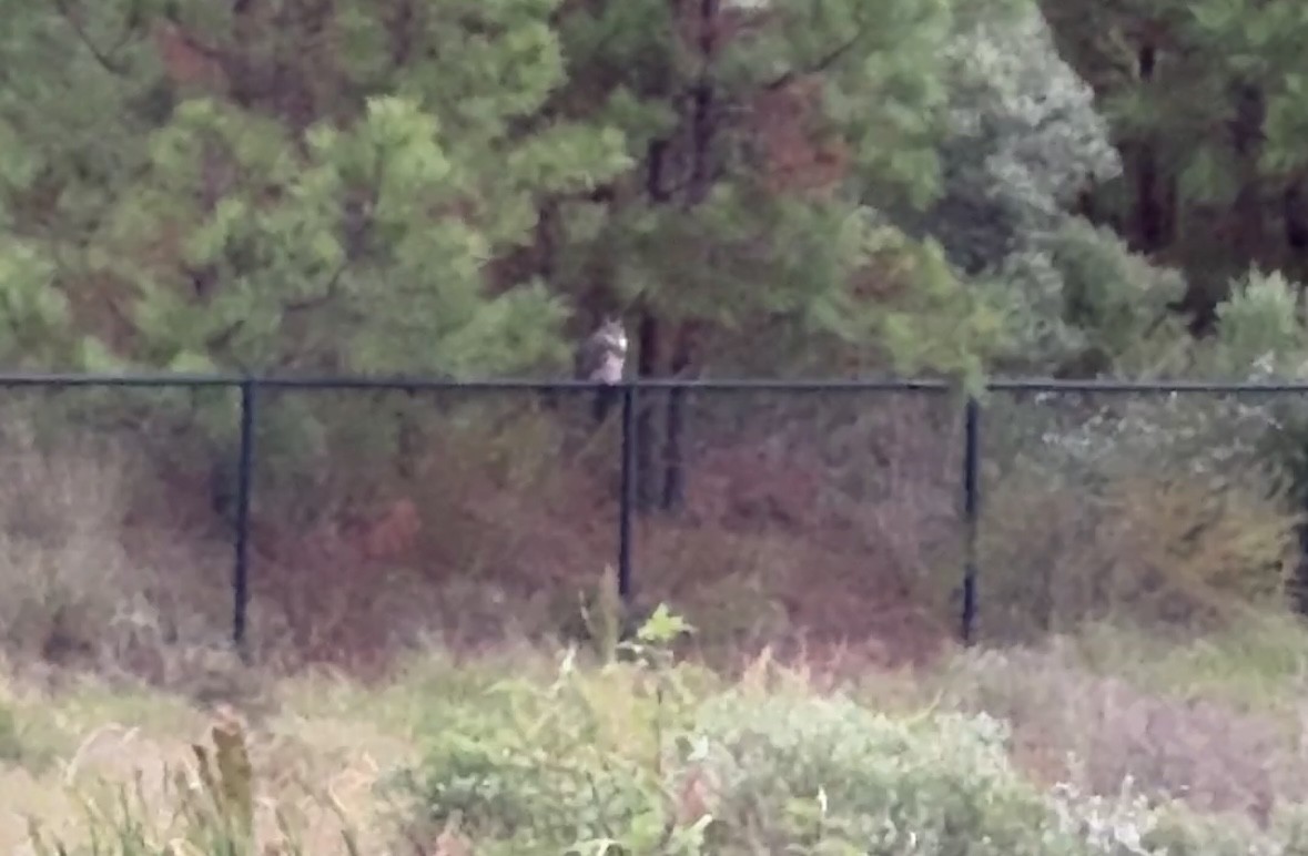 アメリカワシミミズク - ML643299948