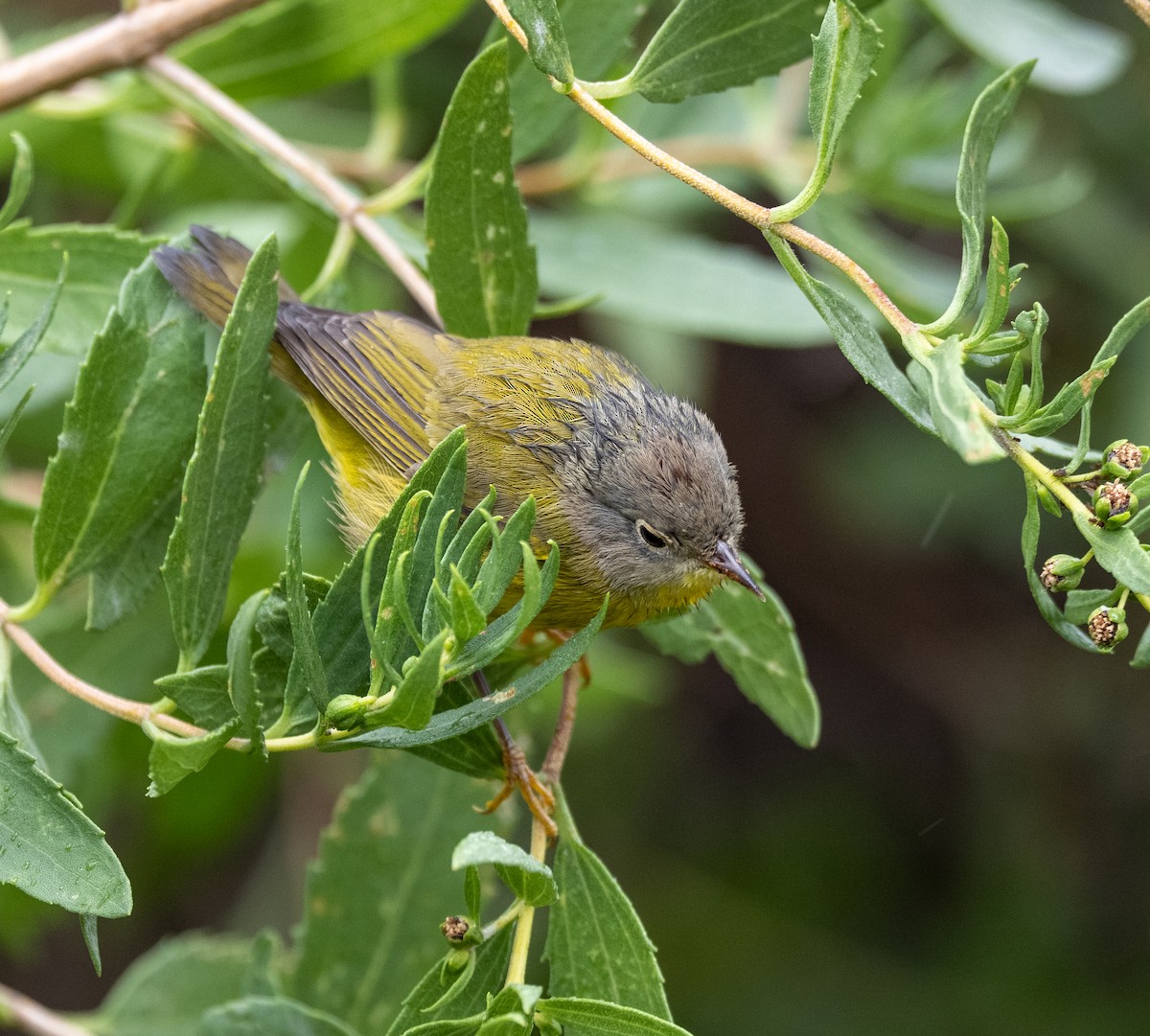 Nashville Warbler - ML643299949