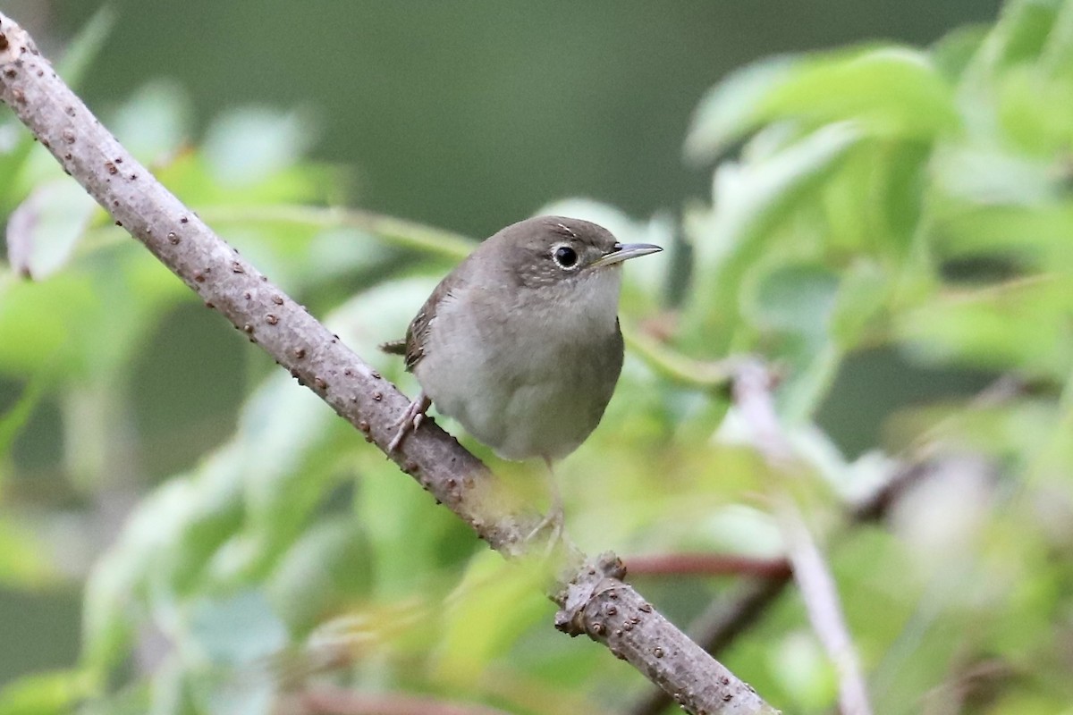 Northern House Wren - ML643299950