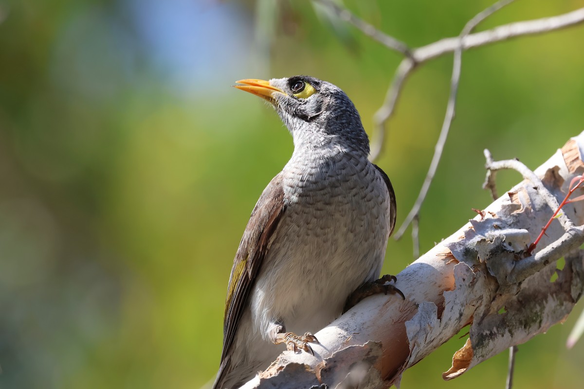 Noisy Miner - ML643299952