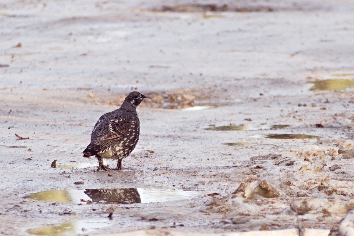 Spruce Grouse - ML643299966