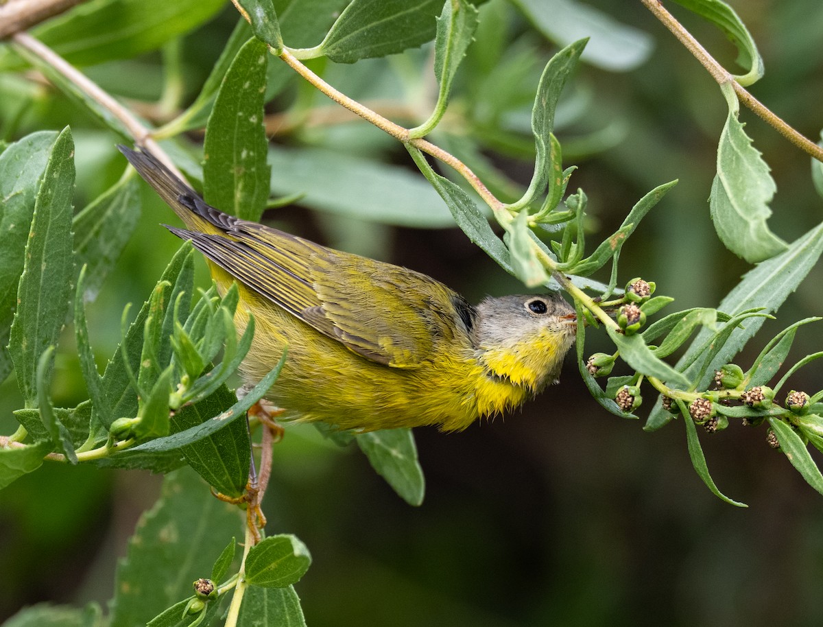 Nashville Warbler - ML643299968